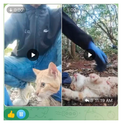 Two cat-abuse video thumbnails with their original player icons and timestamps, captured as a still image.