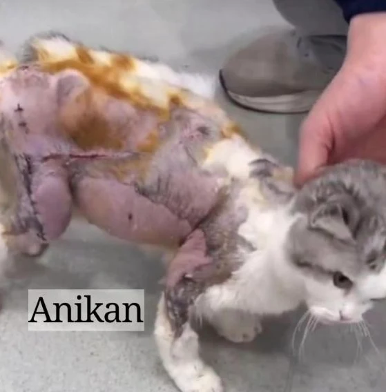 Anikan