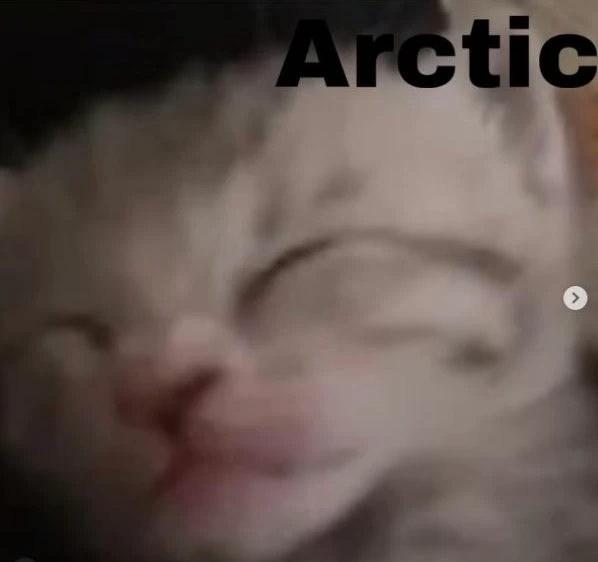 Arctic