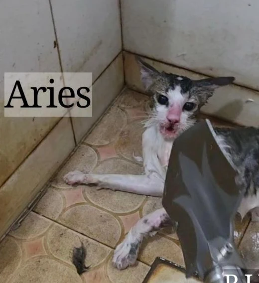 Aries