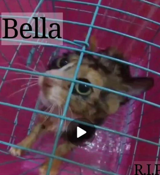 Bella