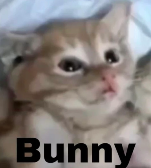 Bunny