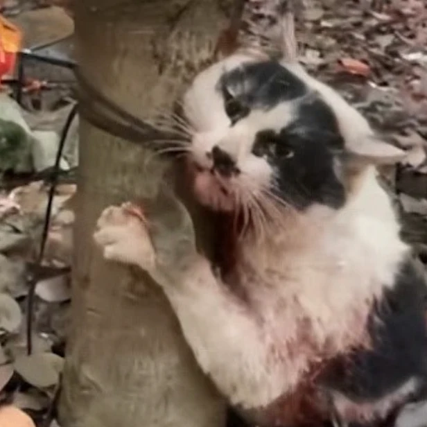 Cow Cat