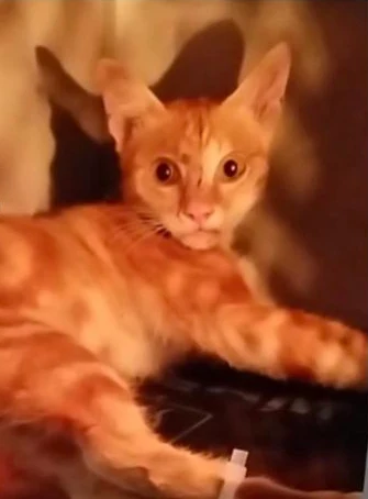 Firestar