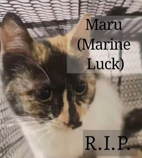 Maru (Marine Luck)