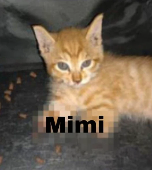 Mimi