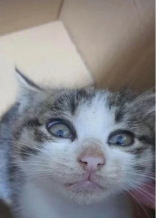 Minuška