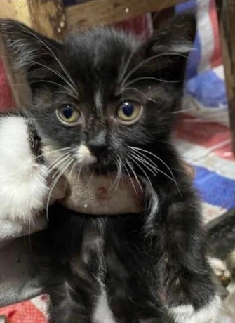 Oreo