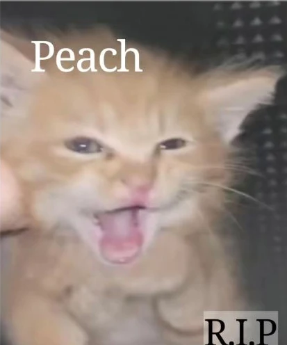 Peach