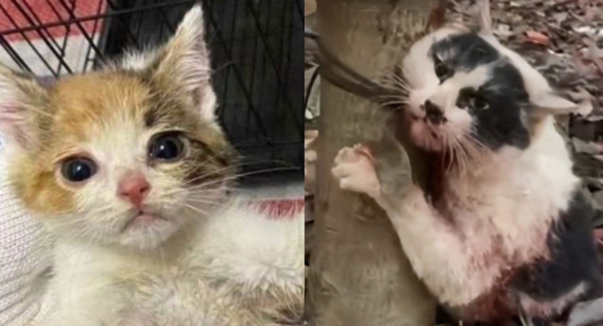 Feline Protectors petition to shut down online cat torture networks