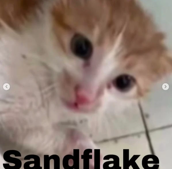 Sandflake