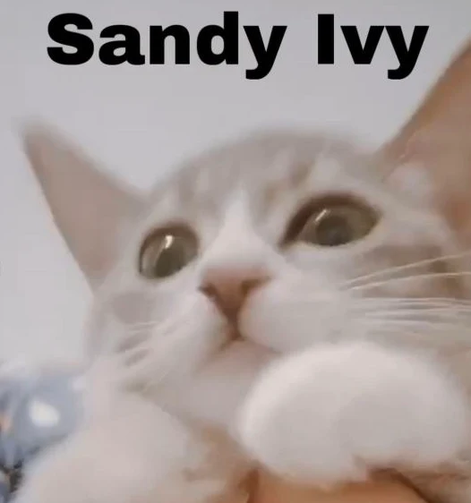 Sandy Ivy