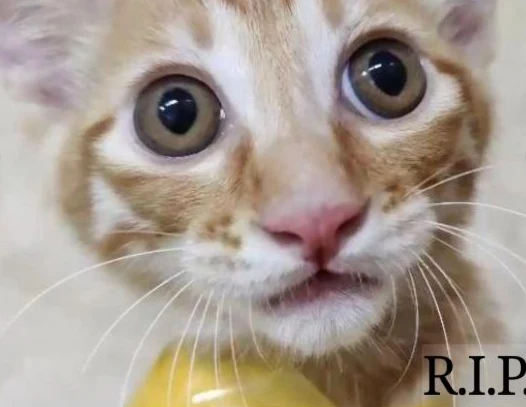 Simba
