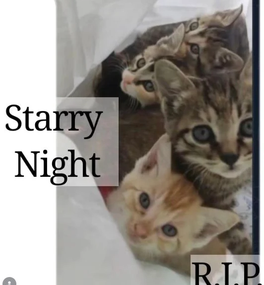 Starry Night