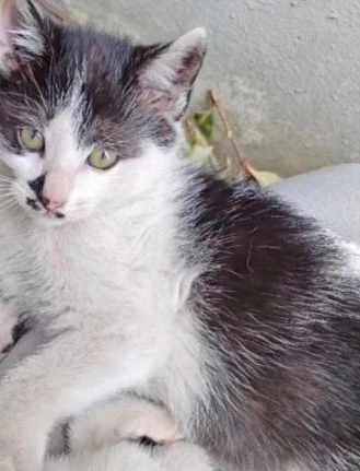 Swiftpaw