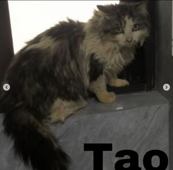 Tao