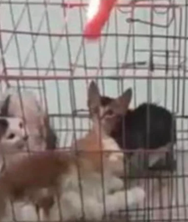 Three Musketeers