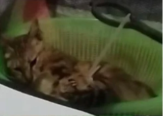 Tigerstar