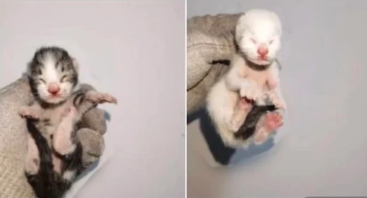 Tiny Whiskers & Snowcub