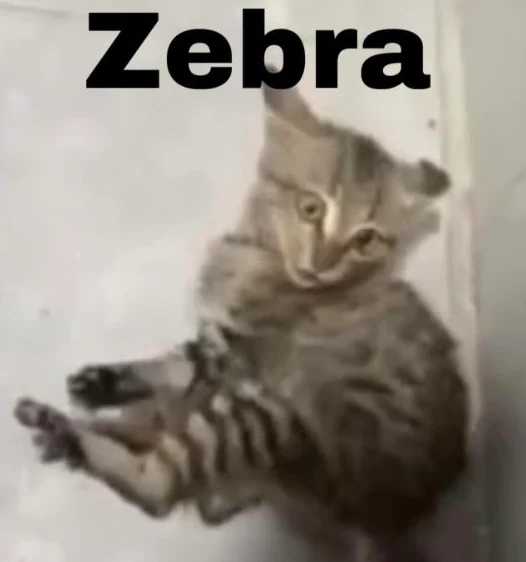 Zebra