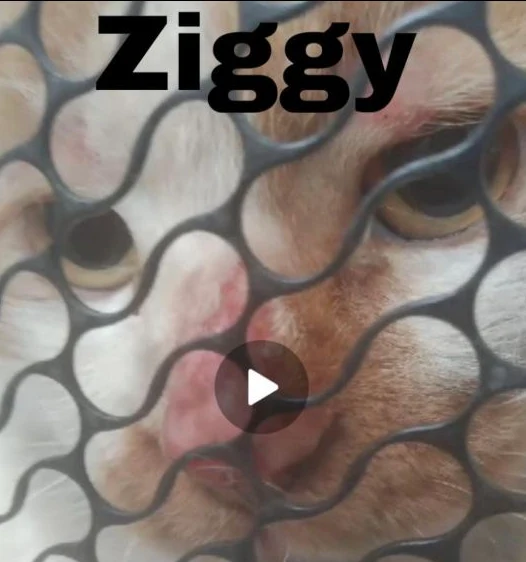 Ziggy